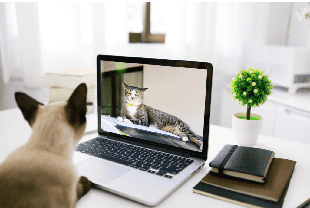 Cats on Zoom call