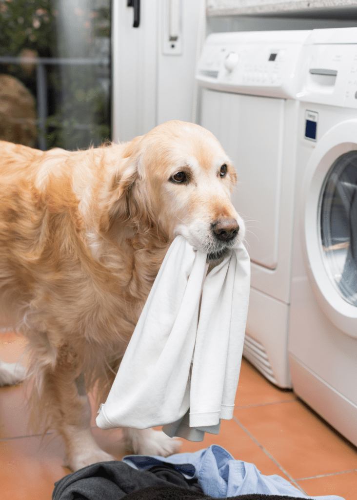 Dog putting laundry in dryer