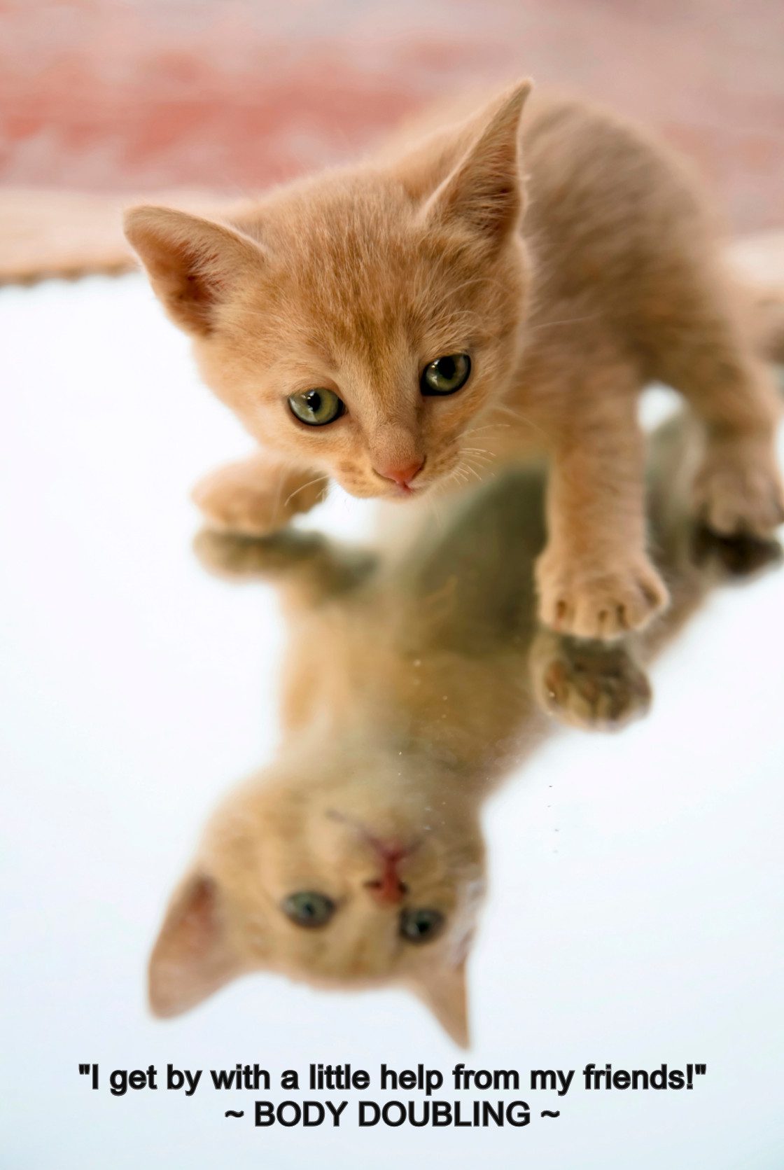 Kitten looking at himself in mirror