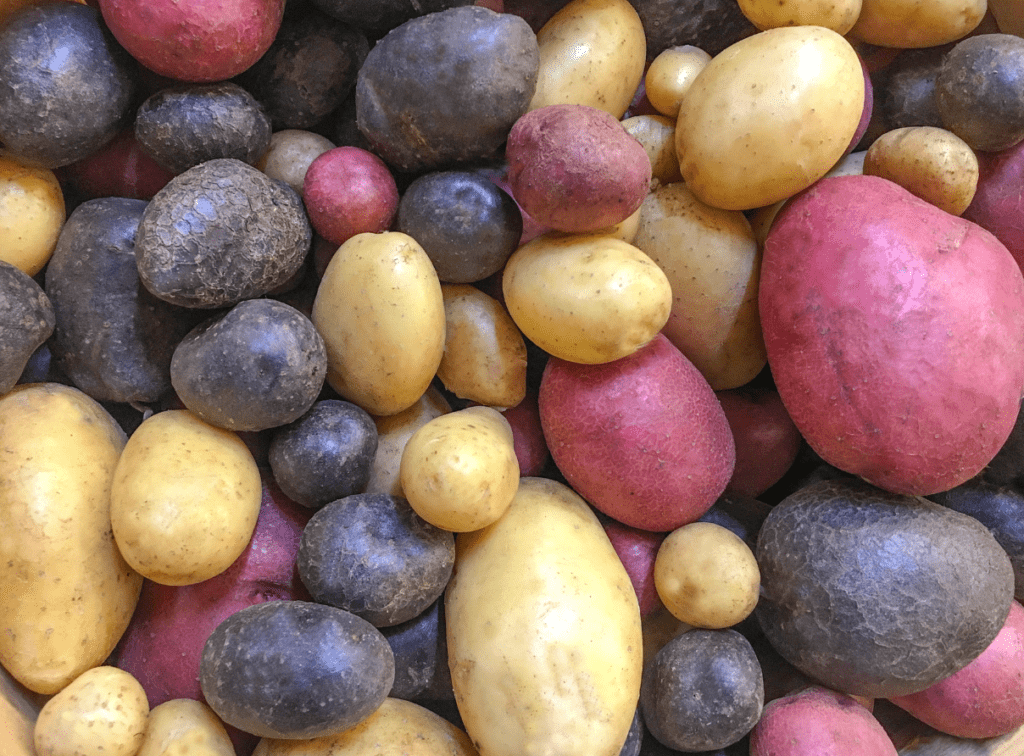 different colored potatoes