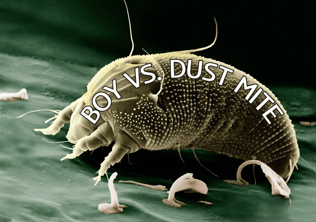 dust mite