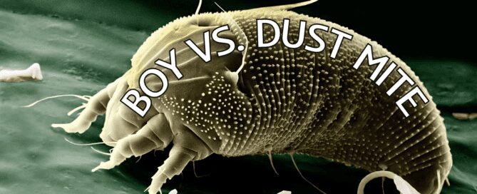 dust mite