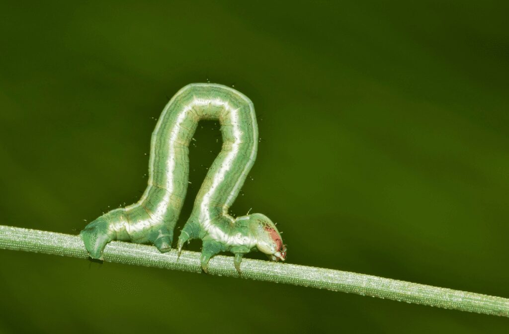 Inchworm creeping along a stem against a green backgroung
