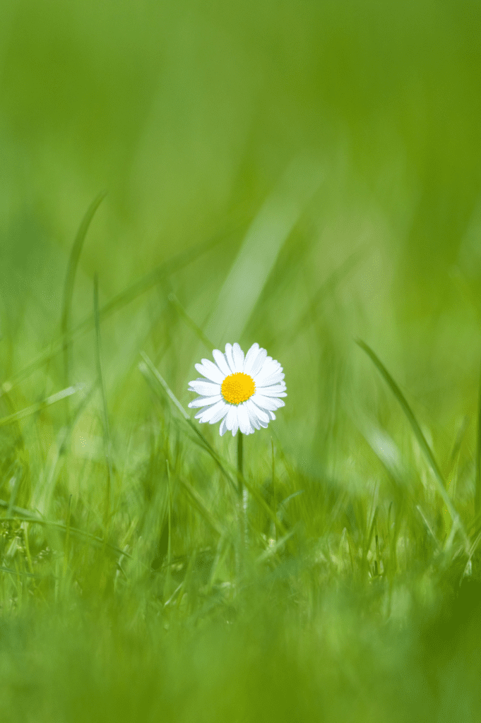 small single white flower in grassy field