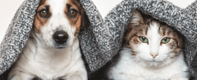 A dog and a cat are peeking out from under a blanket. The caption on the pictures says 'help us declutter!'