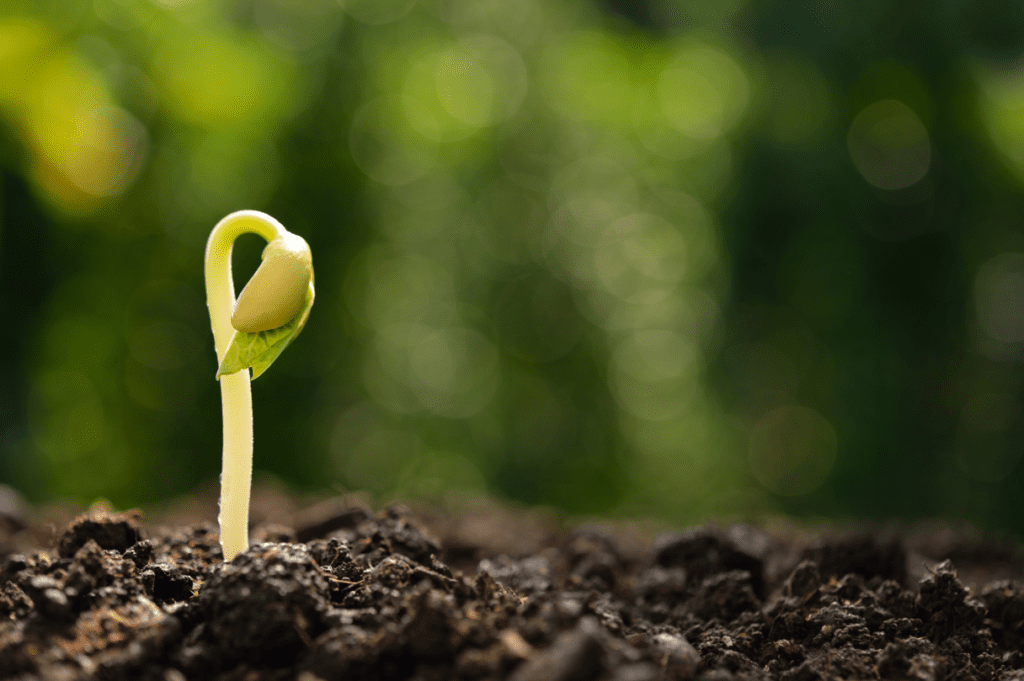 Small sprout growing out of dirt