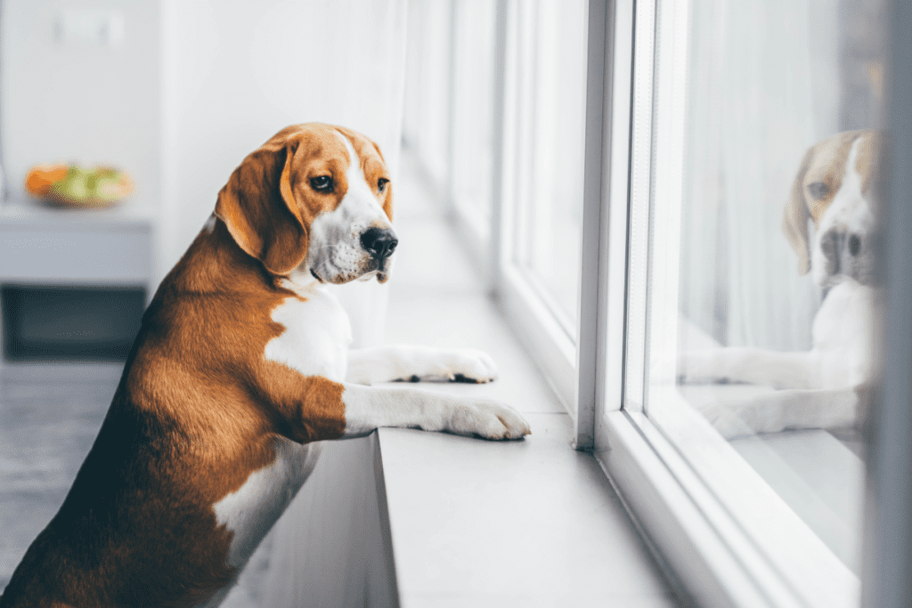 Beagle watching out a window