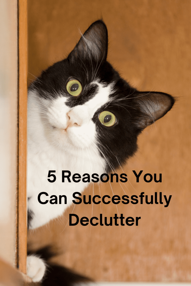 Black and white kitten peeking around a door with a surprised look. The caption reads ' 5 Reasons You Can Successfully Declutter'.